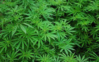 Cannabisfrø som eksempel på klassisk planteforedling